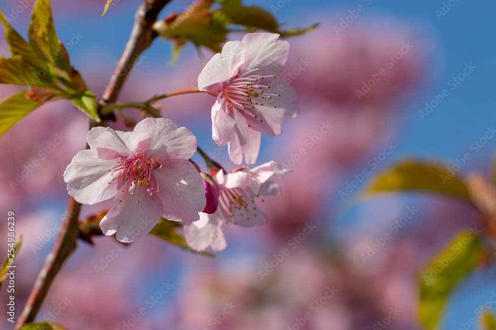 Obraz premium Kawazu Sakura of Fukuei Sports Plaza, Ichikawa City, Chiba Prefecture, Japan