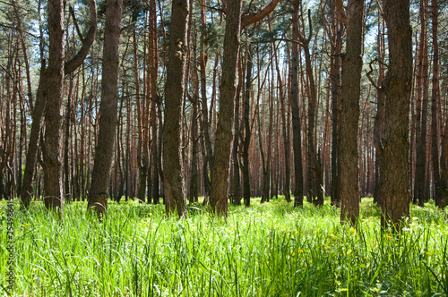 Beautiful spring pine forest