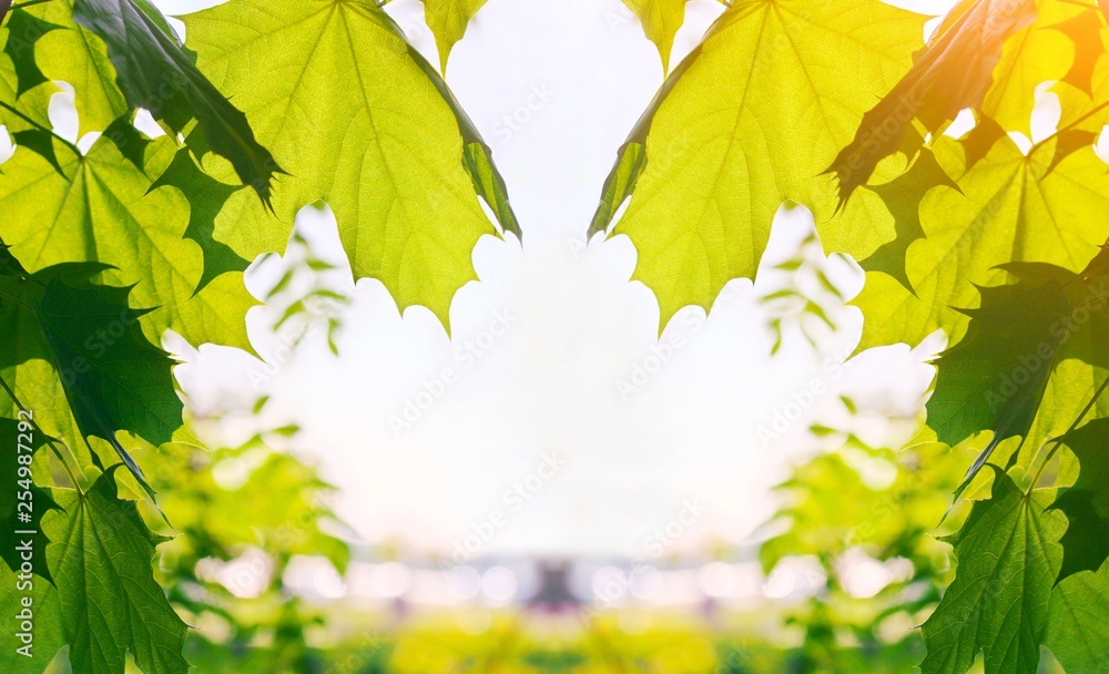 Closeup nature view of green leaf on blurred greenery background in garden with copy space for text. Natural green plants landscape background wallpaper. Ecology, fresh concept. Green leaves frame.