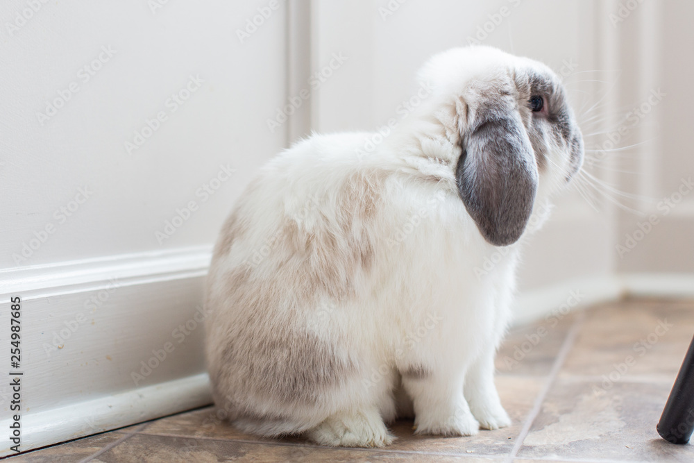 Obraz premium Mini Lop Bunny