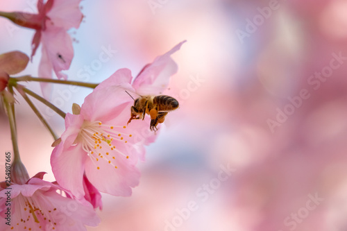 Kawazu Sakura and Bees in Fuei Sports Plaza, Ichikawa City, Chiba Prefecture, Japan