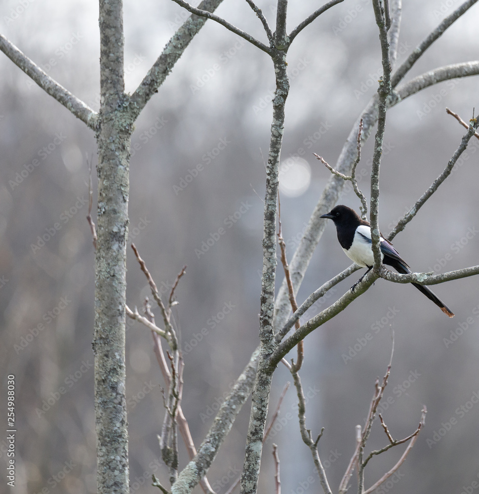 Pica pica (Pega) beautiful bird siting on a tree branch at winter, Braga, Portugal. Pica pica (Pega) beautiful bird siting on a tree branch at winter, Braga, Portugal.