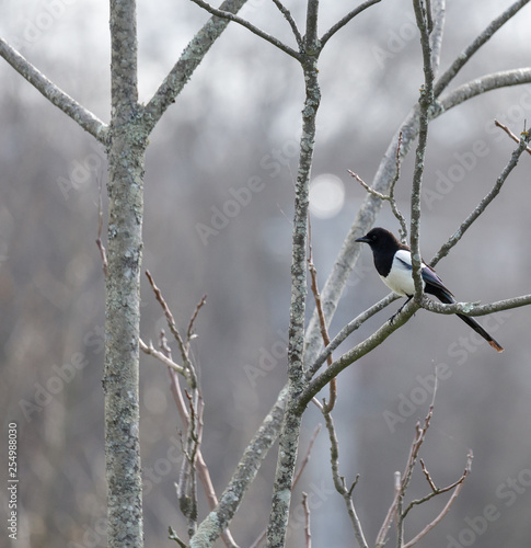 Pica pica (Pega) beautiful bird siting on a tree branch at winter, Braga, Portugal. 