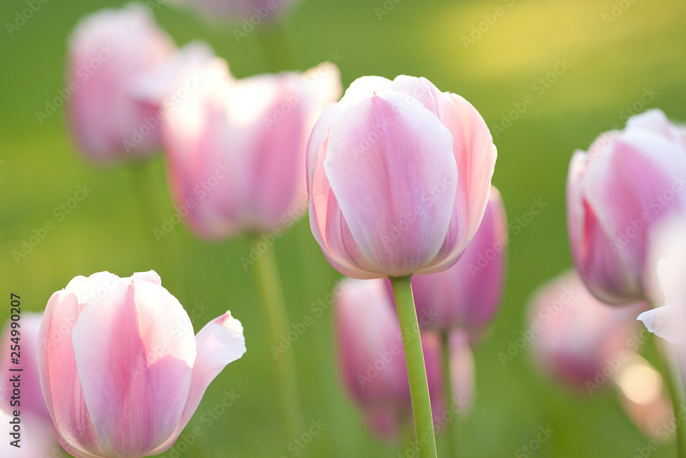 pink beautiful tulips blooming in the summer sunny field pink beautiful tulips blooming in the summer sunny field
