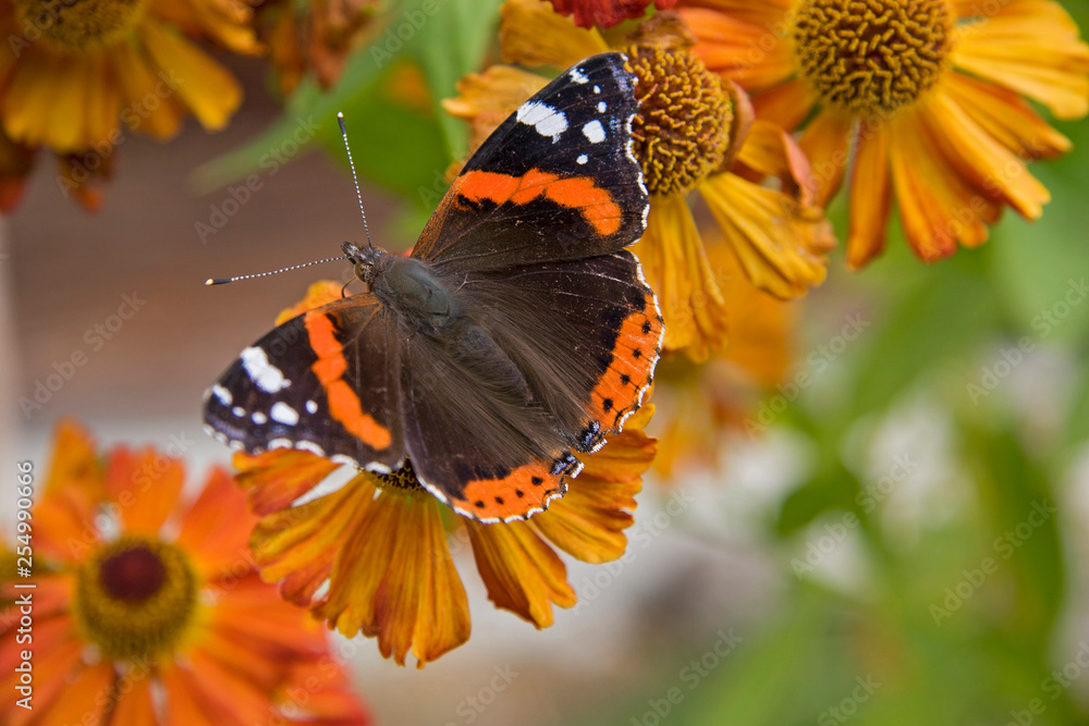Admiral - Schmetterling auf gelber Blüte Admiral - Schmetterling auf gelber Blüte