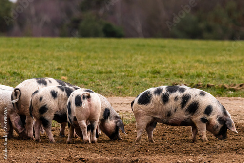 Bentheimer Landschweine auf Futtersuche