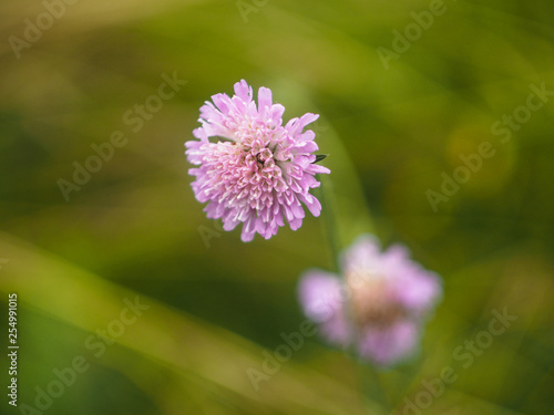 purple flowers in the field