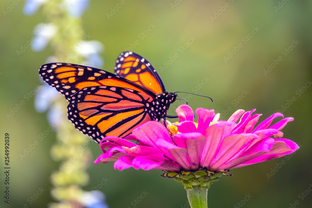monarch butterfly, Danaus plexippus monarch butterfly, Danaus plexippus
