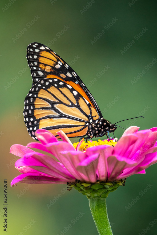 Naklejka premium monarch butterfly, Danaus plexippus