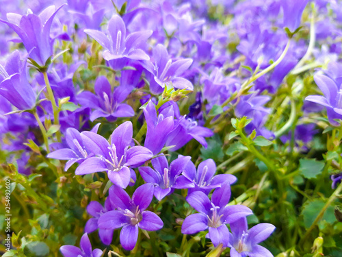 A lot of blue beautiful bellflowers close up. Campanula flower. Flowers of Asia and Africa. Blue flowers bed.