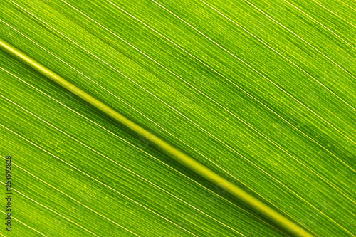 Green Corn Leaf Detail