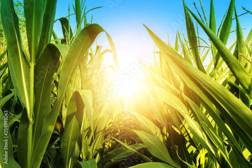 Leinwand Poster Corn Field with Sun Shine