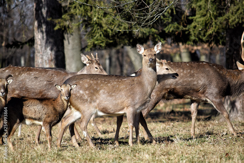 Beautiful Female Deers with Mouflons in the Forest Winter Time © KikkiaJackson