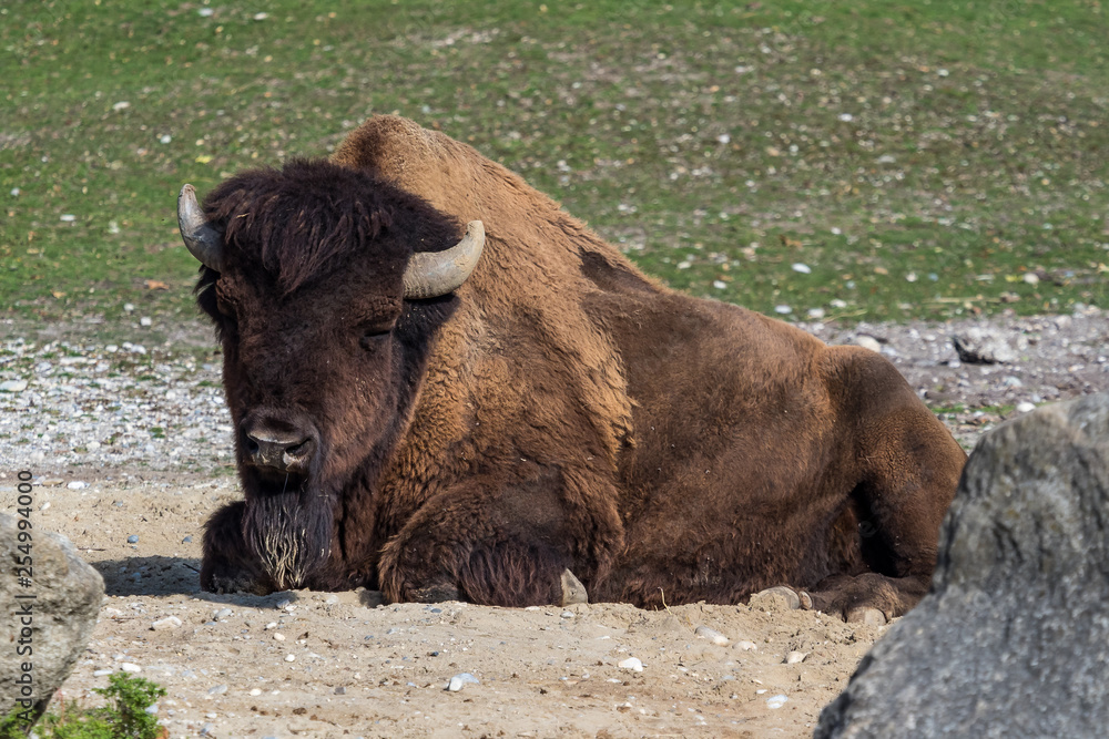 American buffalo known as bison, Bos bison in the zoo American buffalo known as bison, Bos bison in the zoo