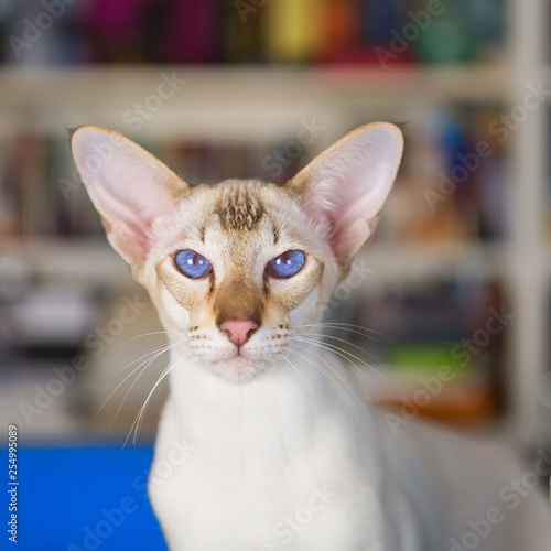 Foto Oriental shorthair in interior