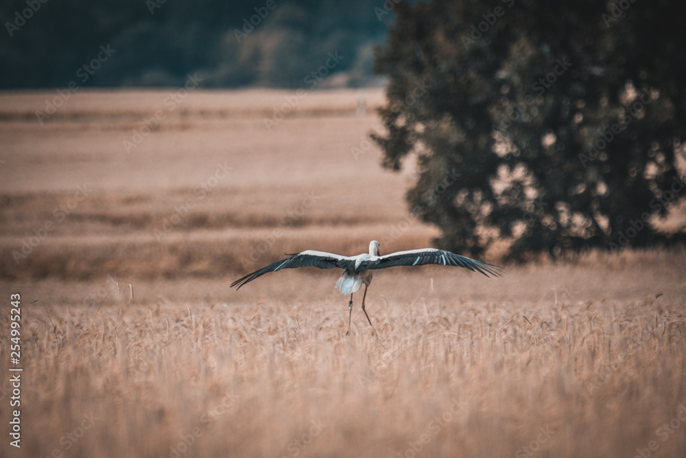 Storch Getreide Feld