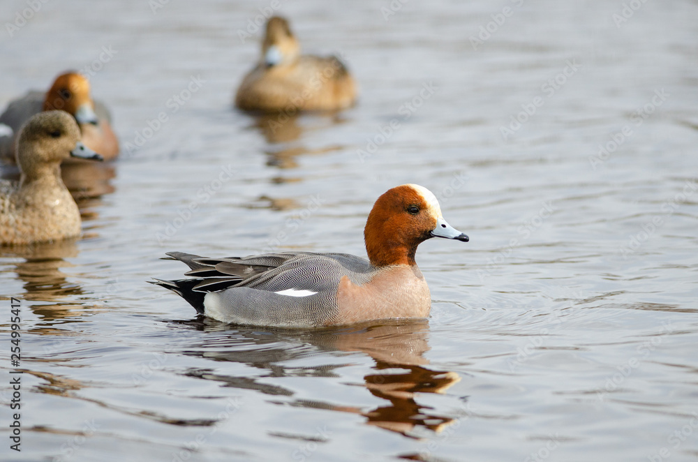 Eurasian Wigeon (Anas penelope), Lake Hornborga, Sweden Eurasian Wigeon (Anas penelope), Lake Hornborga, Sweden