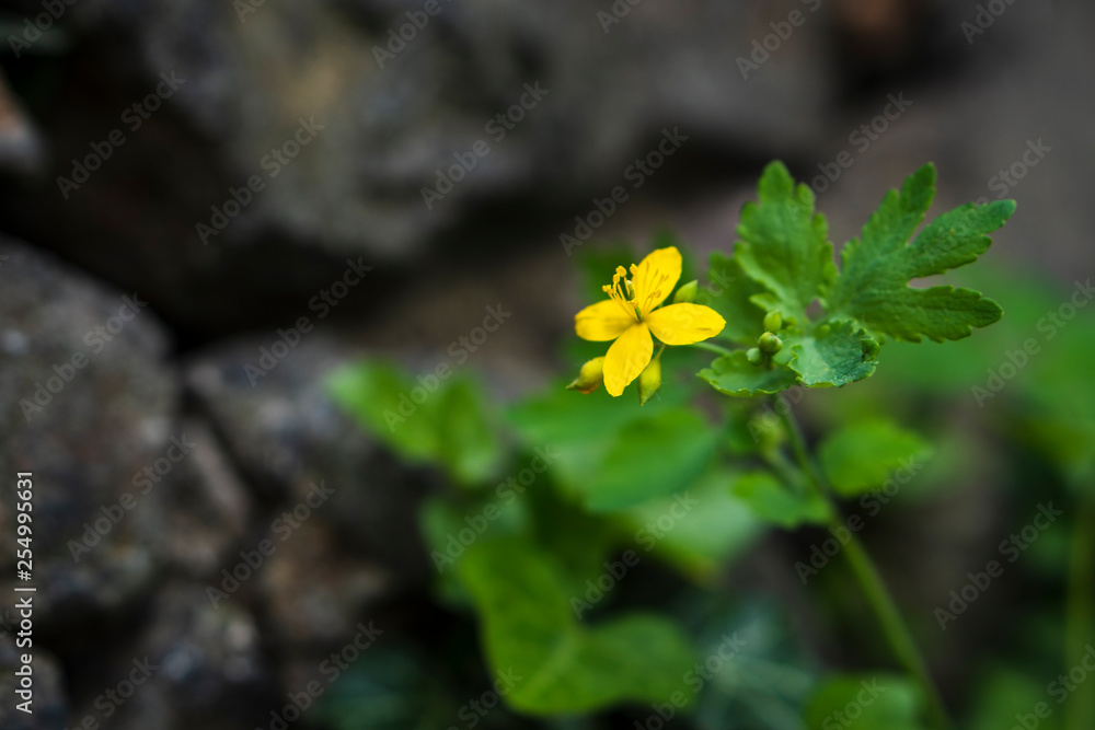 Blühende Blume an Mauer Blühende Blume an Mauer