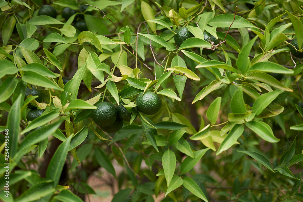 Citrus reticulata Citrus reticulata