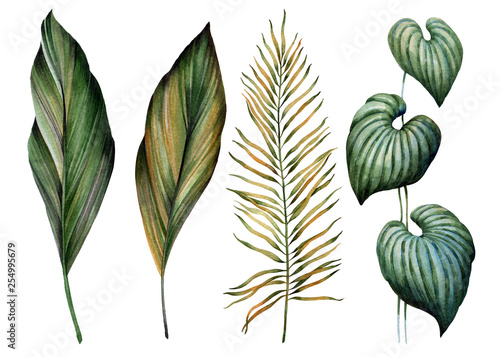 Set of tropical leaves. Watercolor.