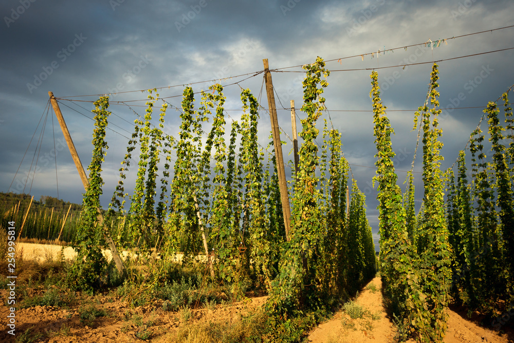 Hop Field with Clouds on Background Hop Field with Clouds on Background