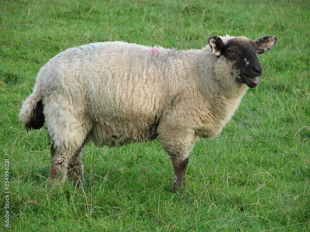 Obraz premium Sheep Baa