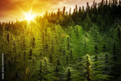 Sunset Cannabis Field. Marijuana Plants. photo
