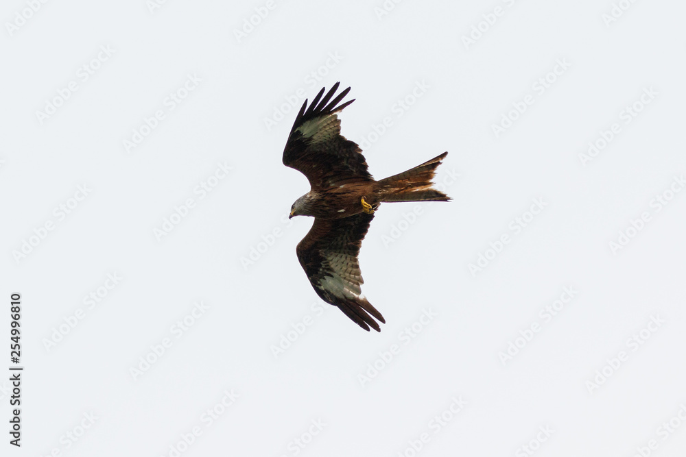 Obraz premium Rotmilan