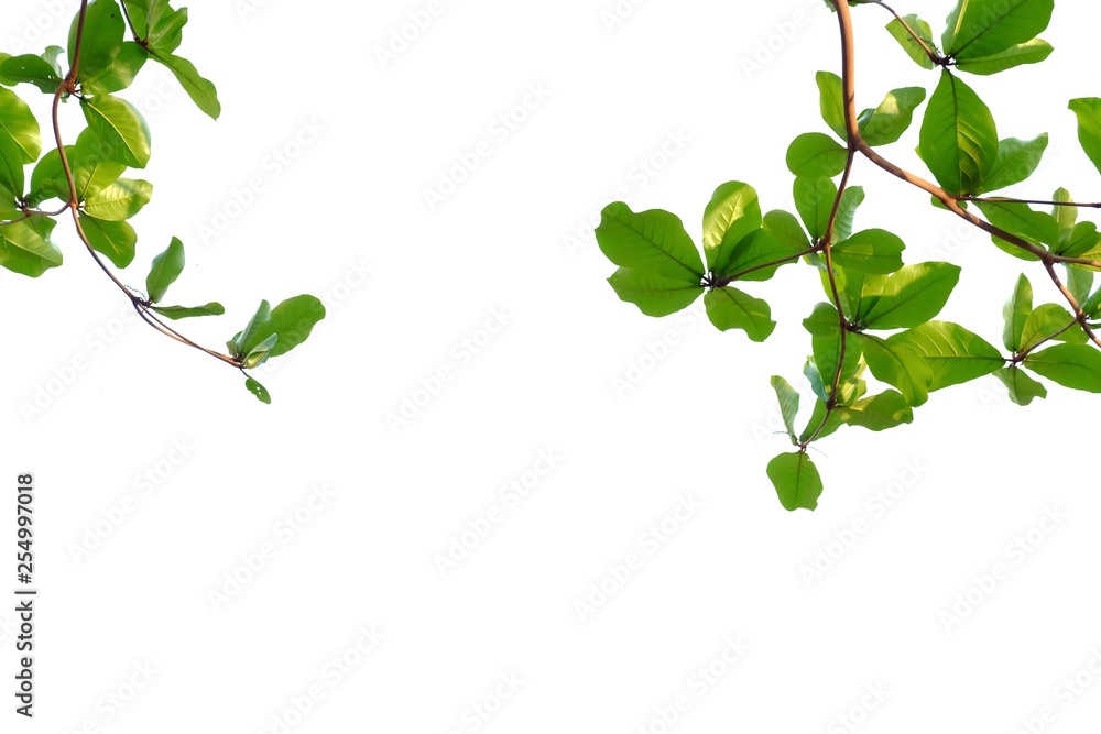 Young Almond tree leaves with branches on white isolated background for green foliage y
