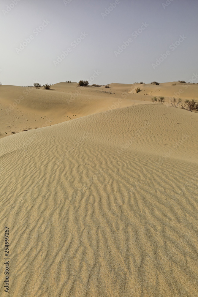 Shifting sand dunes-nitre bushes-Takla Makan Desert. Hotan prefecture-Xinjiang Uyghur region-China-0009
