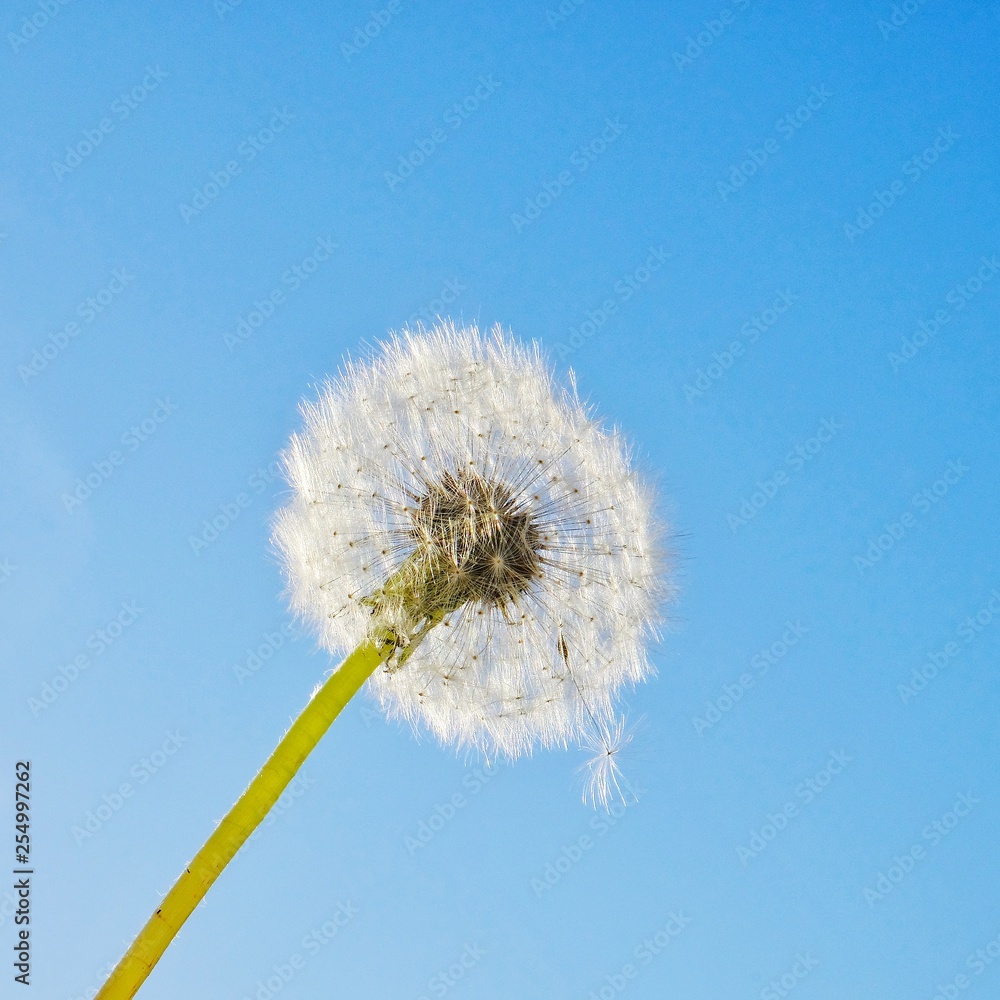 dandelion on blue sky background