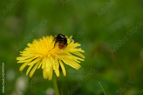 Back view of a  bee on a blooming dandelion. With a blurred green colored background 