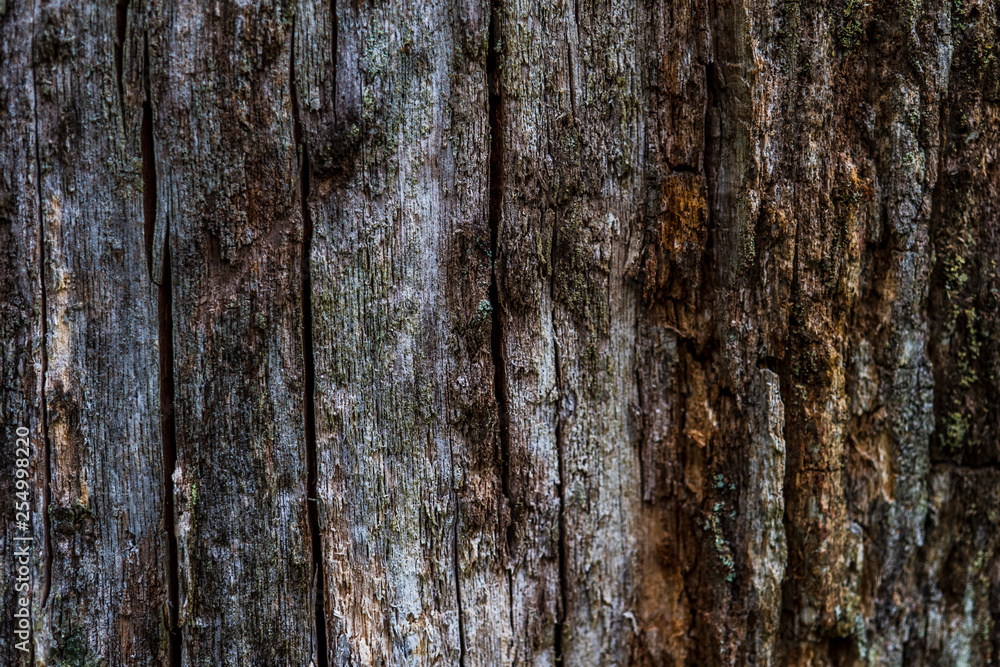 Obraz premium Wood pattern