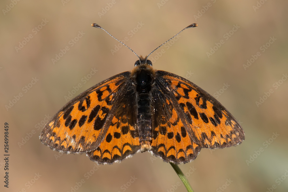 Fototapeta premium butterfly on white background