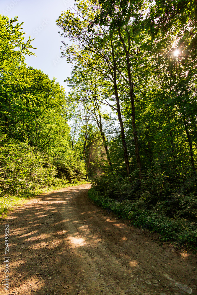 Landscape of mountain forest and sunshine with a dirt road on a clear summer