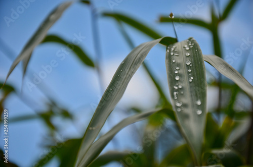 Grass Droplets