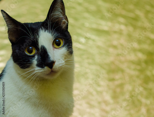 Retrato de Gato Preto e Branco Olhos e Fundo Amarelo