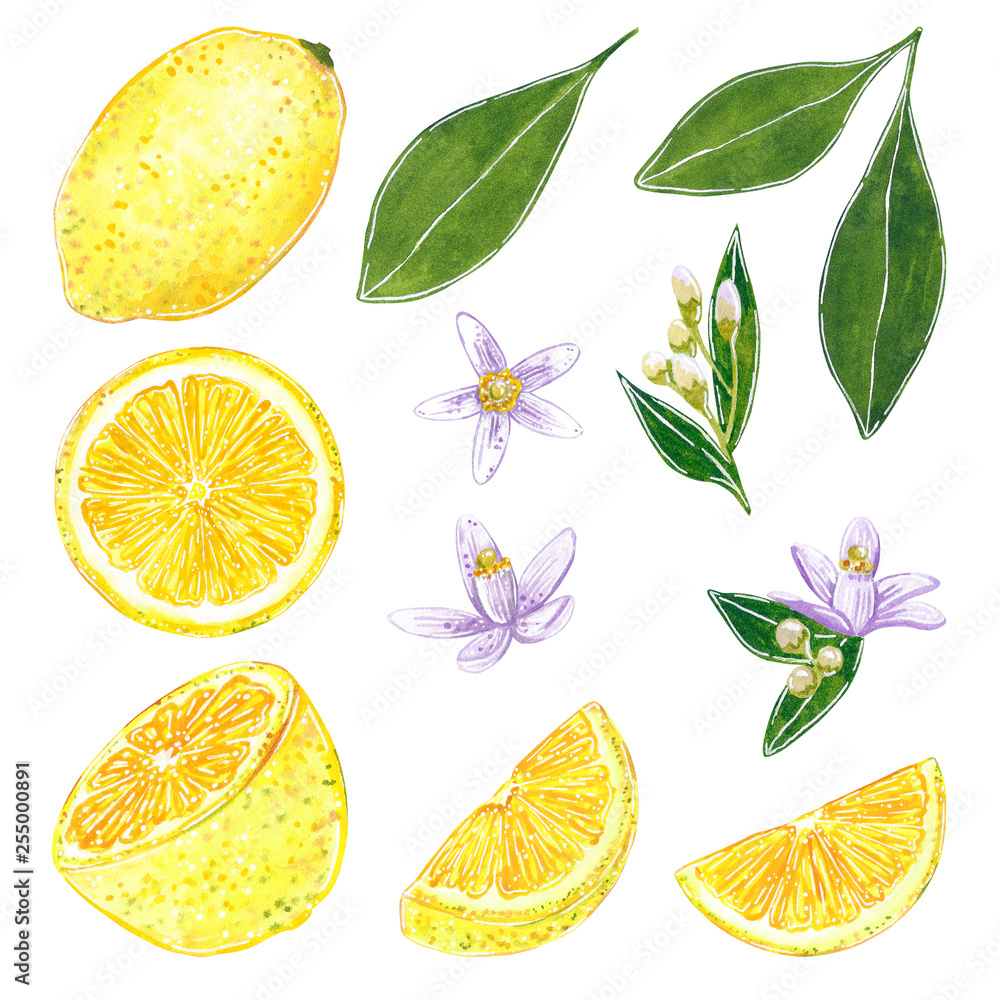 Lemon clipart set with leaves and flowers. Hand drawn watercolor illustration, cartoon style, isolated on white. Lemon clipart set with leaves and flowers. Hand drawn watercolor illustration, cartoon style, isolated on white.