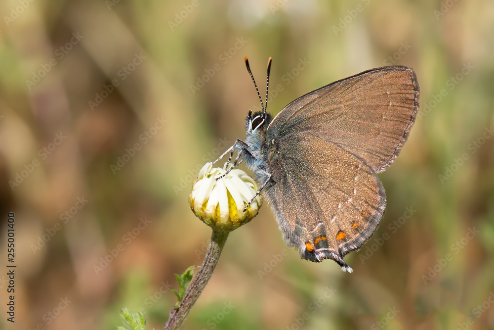 Obraz premium butterfly on a flower