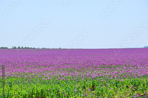 Papaver Somniferum L Violet Poppy Colorful Field Stock Photo