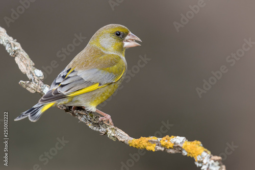Bild auf Leinwand The European greenfinch (Chloris chloris) or common greenfinch is a songbird of the order of the Passeriformes and the family Fringillidae