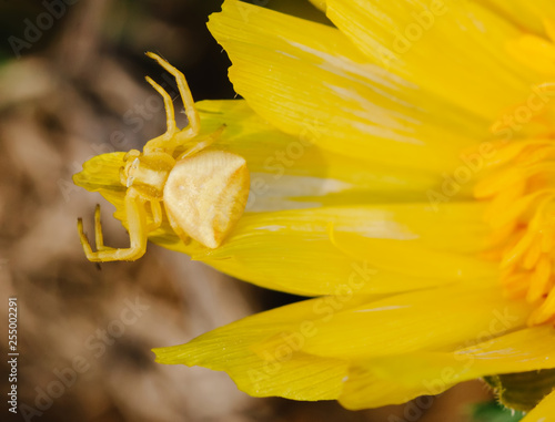 Crab Spider (Thomisus onustus) on Adonis vernalis flower in Devinska Kobyla Nature Reserve, Slovakia photo