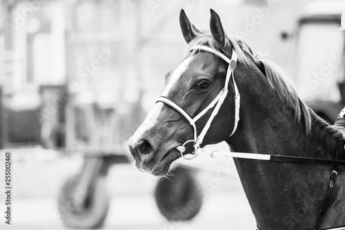 race horse on a track head shot © Olga Itina
