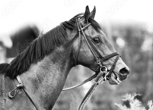 Thoroughbred horse monochrome portrait