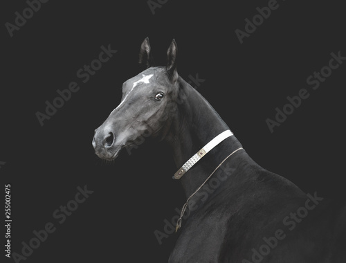 Black akhal-teke horse in traditional finery on dark background monochrome image