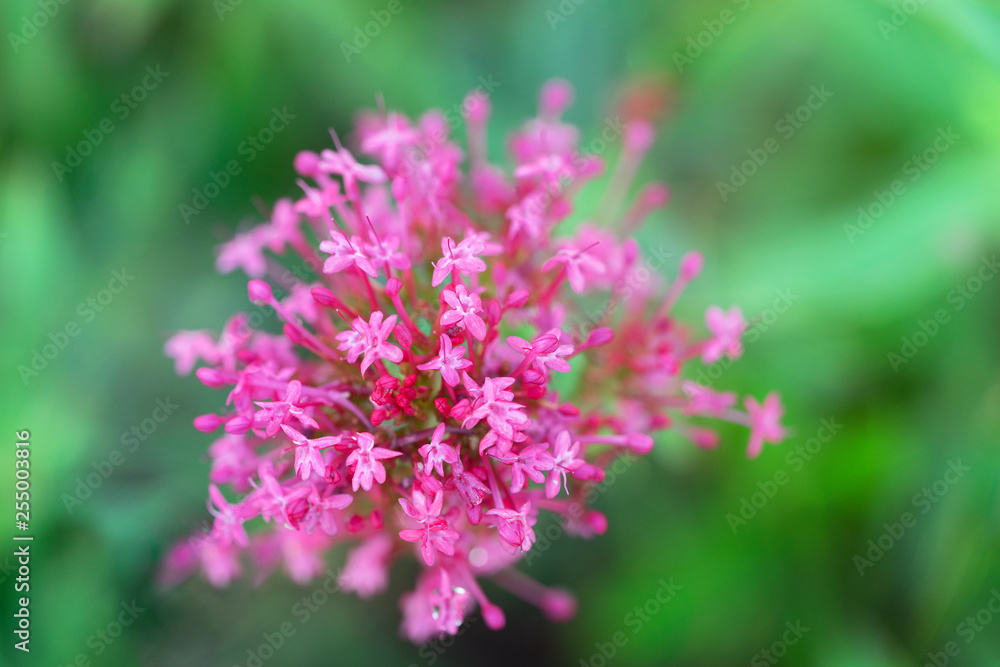 Red valerian in the garden. Latin name Centranthus ruber. Spur valerian, kiss-me-quick, fox's brush, Devil's Beard and Jupiter's beard. Red valerian in the garden. Latin name Centranthus ruber. Spur valerian, kiss-me-quick, fox's brush, Devil's Beard and Jupiter's beard.