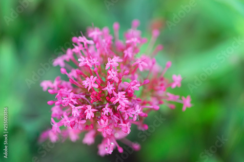 Red valerian in the garden. Latin name  Centranthus ruber. Spur valerian  kiss-me-quick  fox s brush  Devil s Beard and Jupiter s beard.