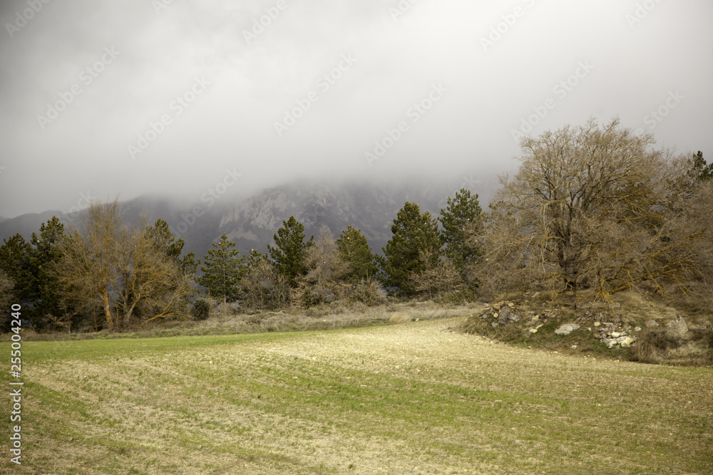 Obraz premium Trees in forest