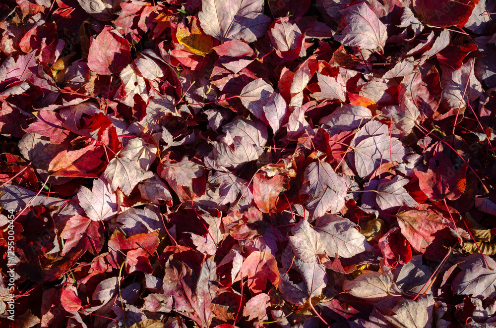 Red leafs covering the ground Red leafs covering the ground
