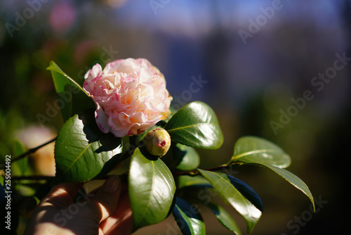 Pink camelia from Parco delle Camelie in Locarno